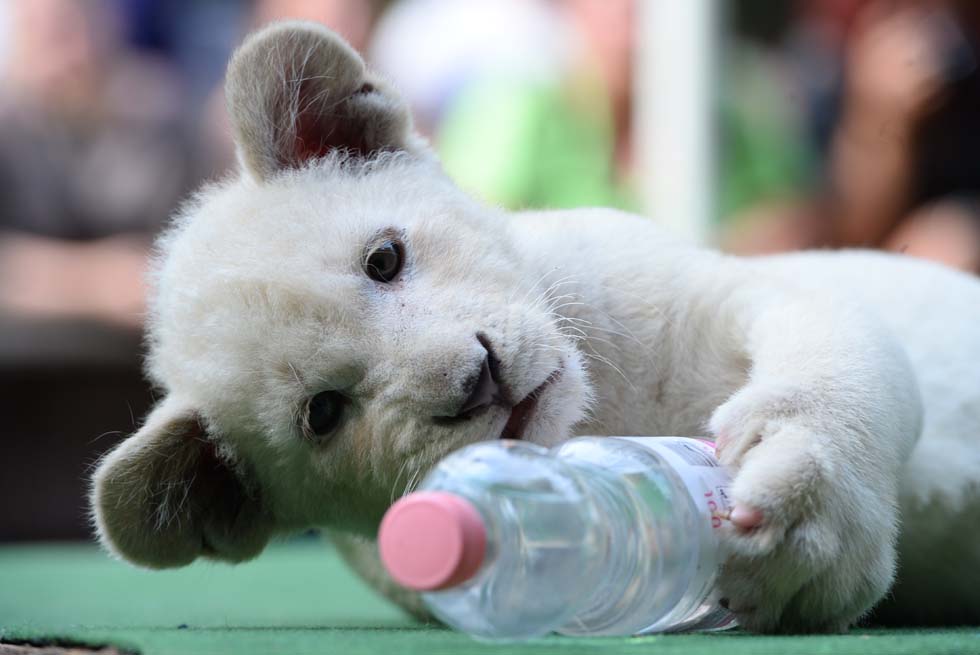 I cuccioli di leone bianco trovano una nuova casa | Foto 6 di 12 ...